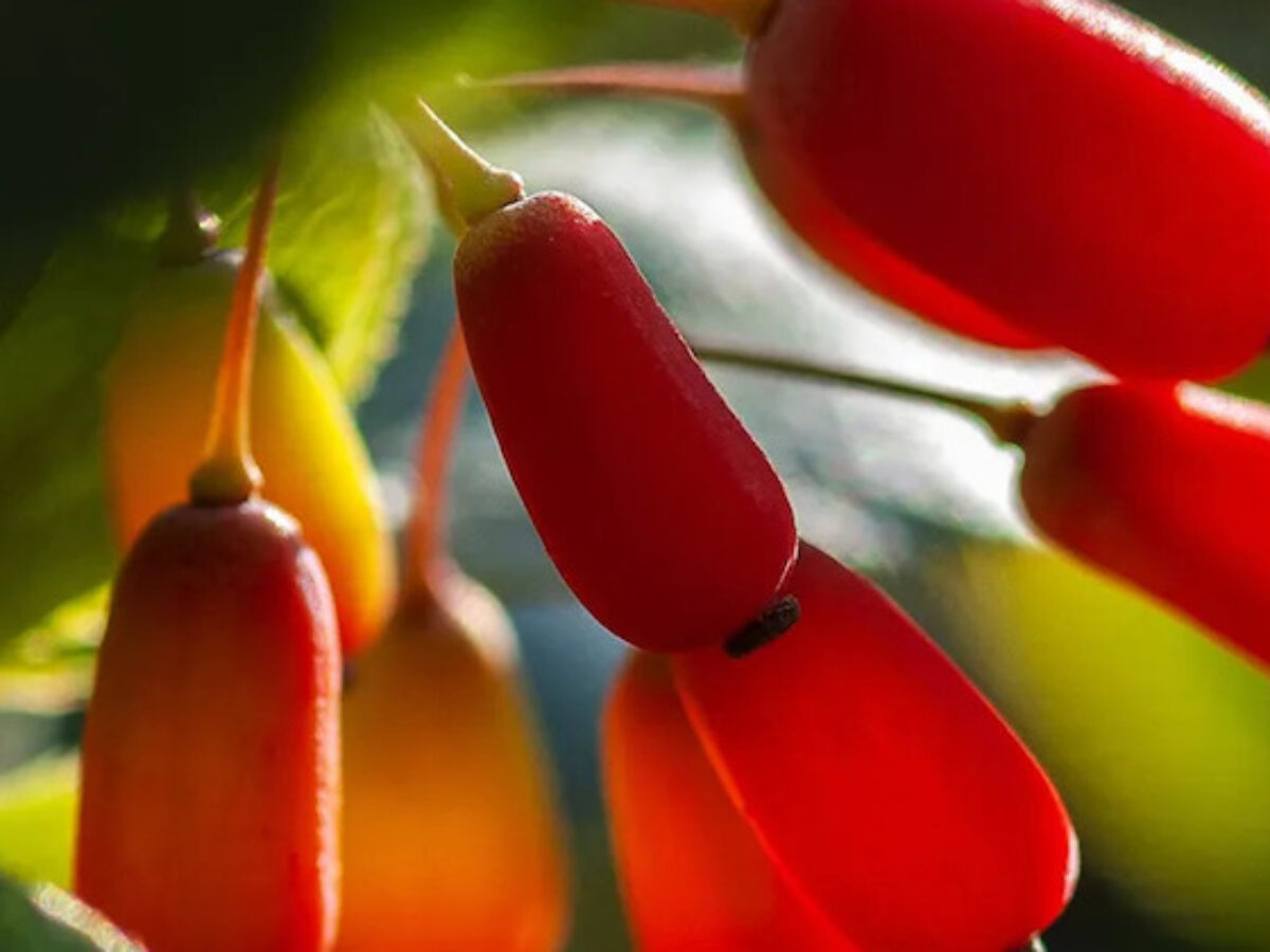 Berberine and Hair Growth: Hair Loss and PCOS